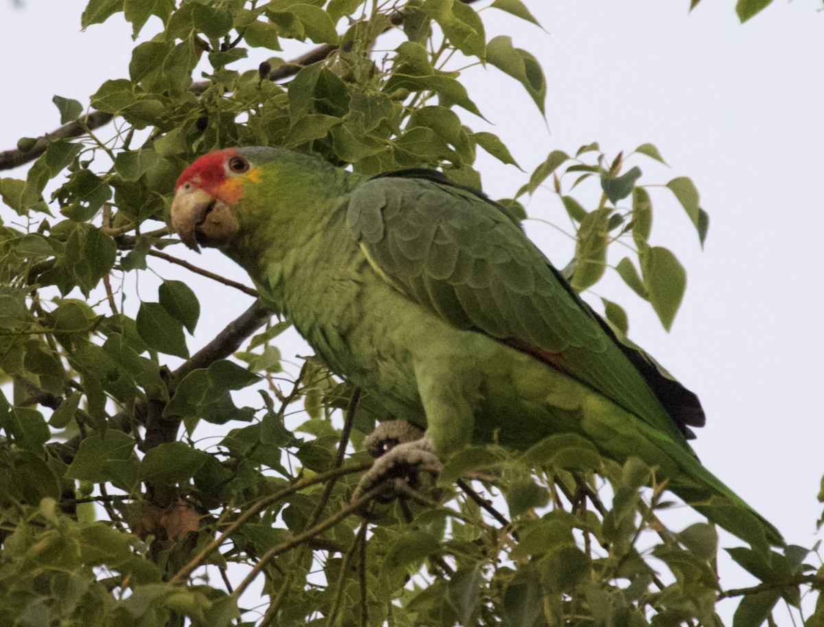Red-crowned x Red-lored Parrot (hybrid) - ML612068632