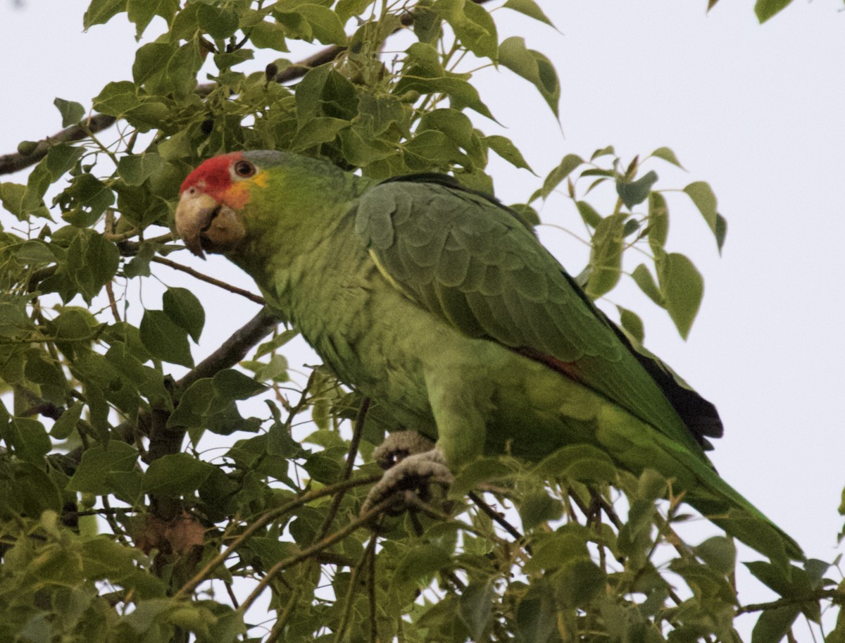 Red-crowned x Red-lored Amazon (hybrid) - ML612068632