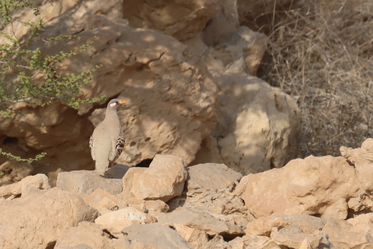 Sand Partridge - ML612068653