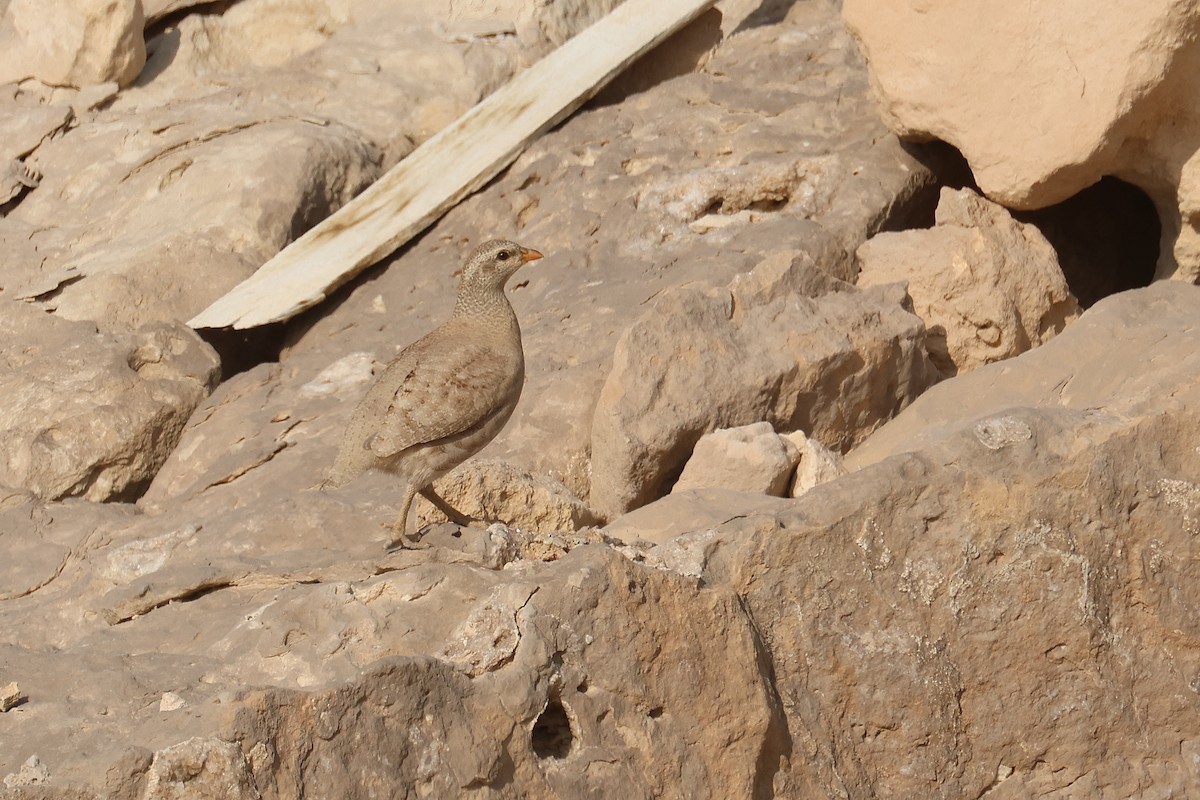 Sand Partridge - ML612068654