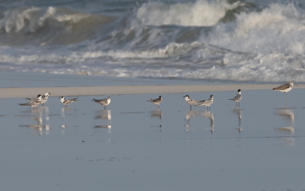 Common Tern - ML612068723