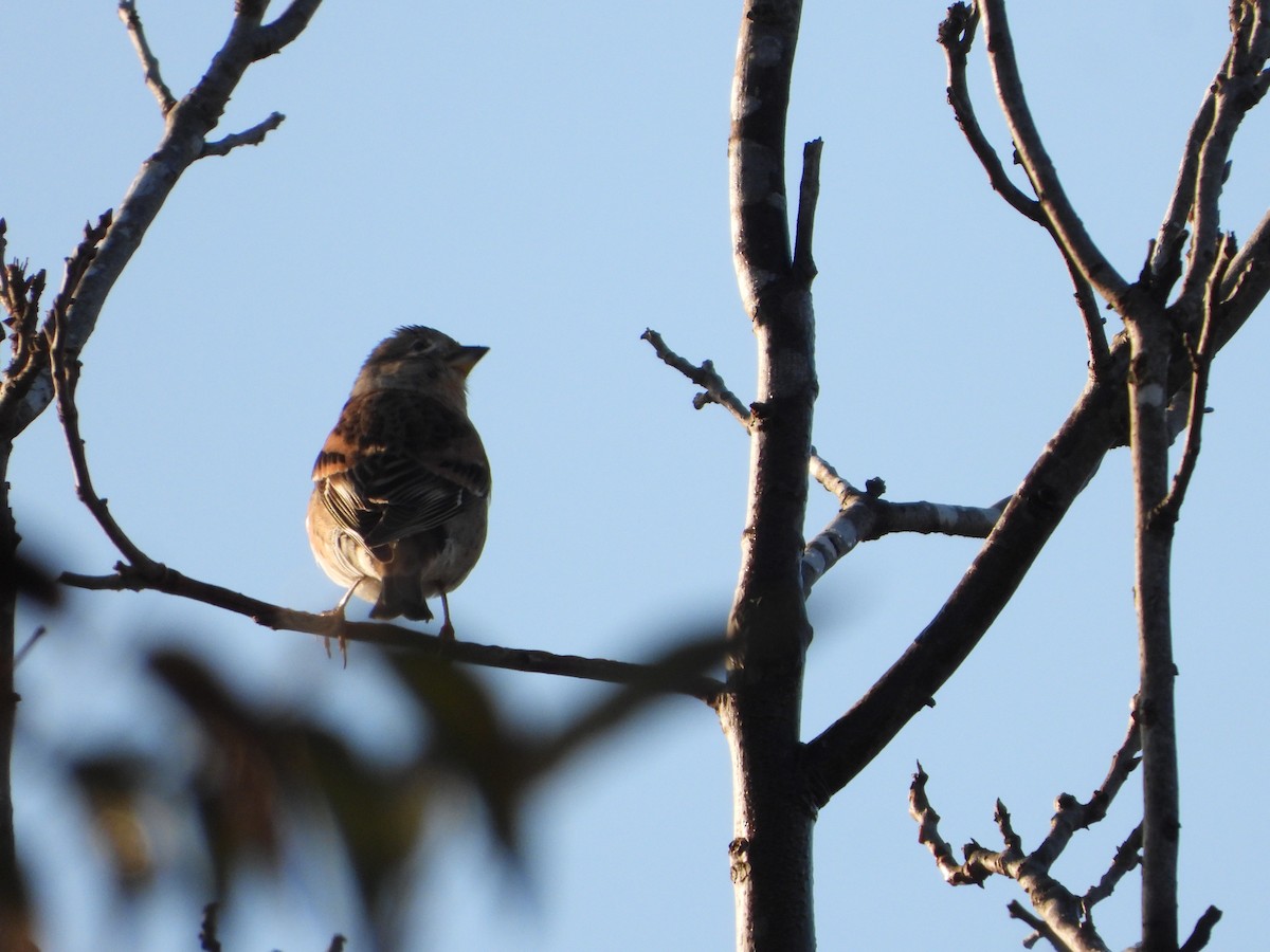 Brambling - Itay Berger