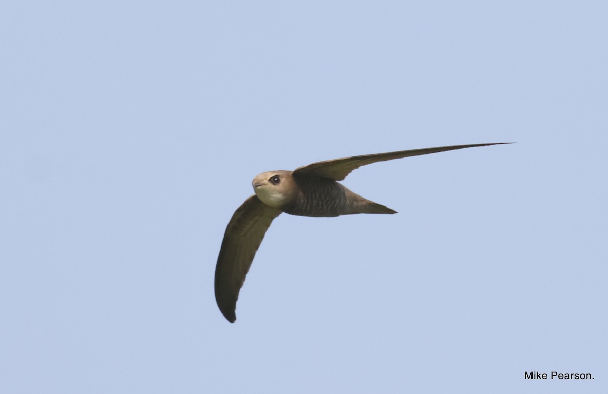 Pallid Swift - ML612068861