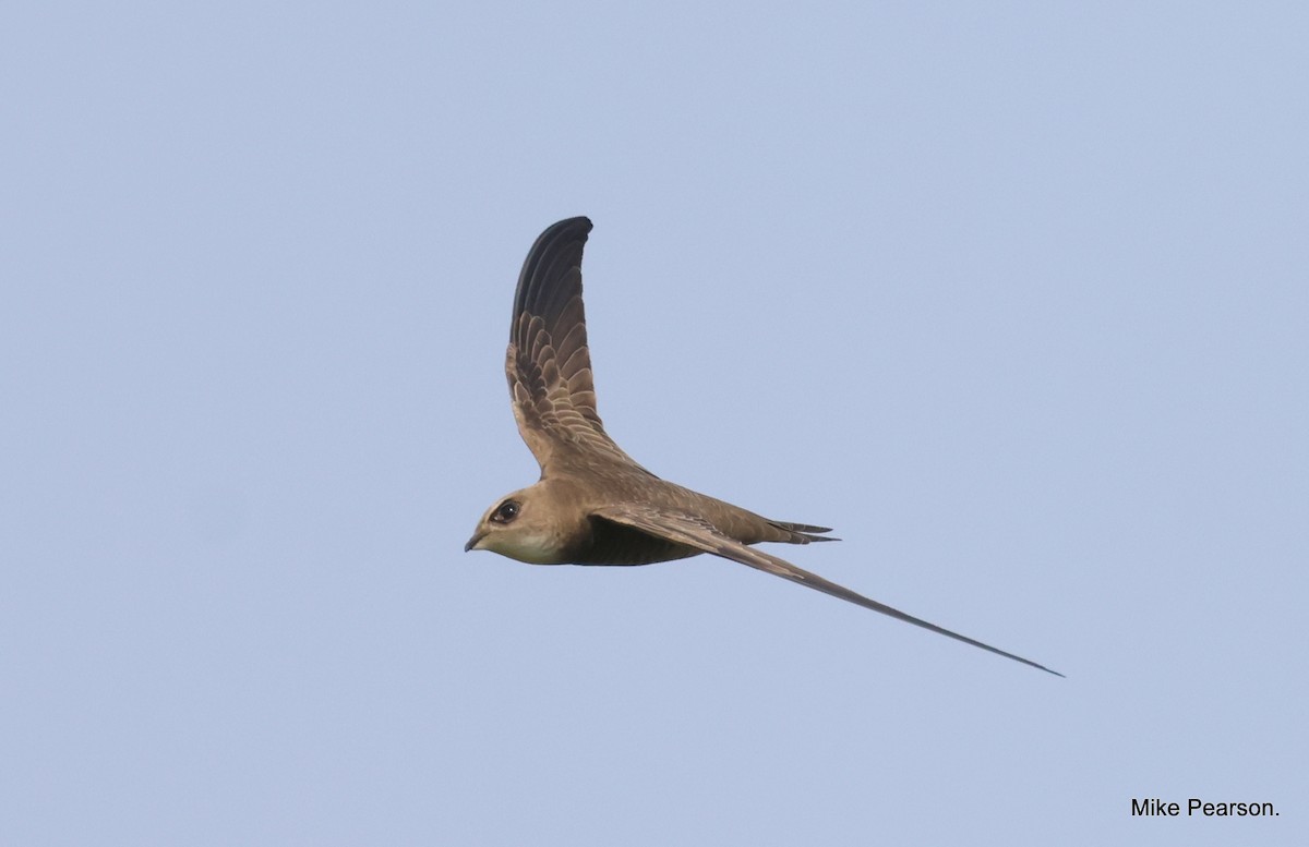 Pallid Swift - ML612068866