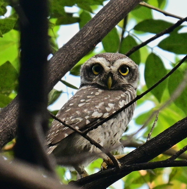 Spotted Owlet - Shamik Sathe