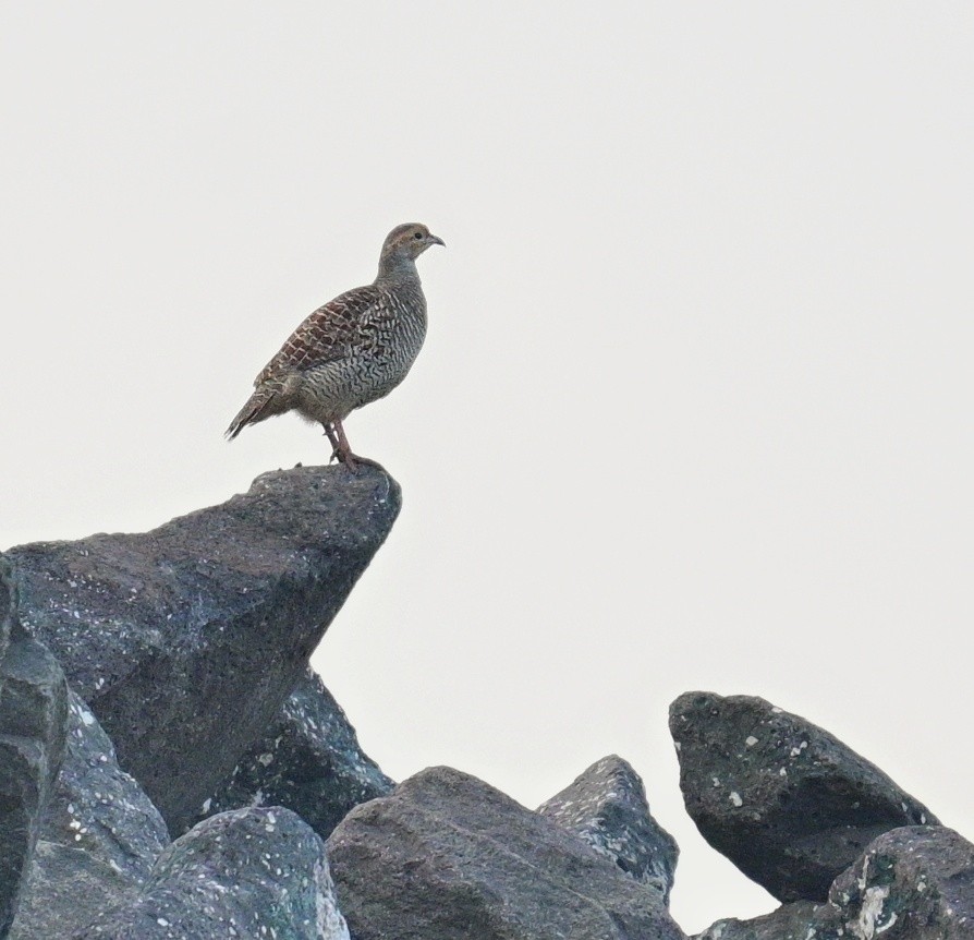 Gray Francolin - Shamik Sathe