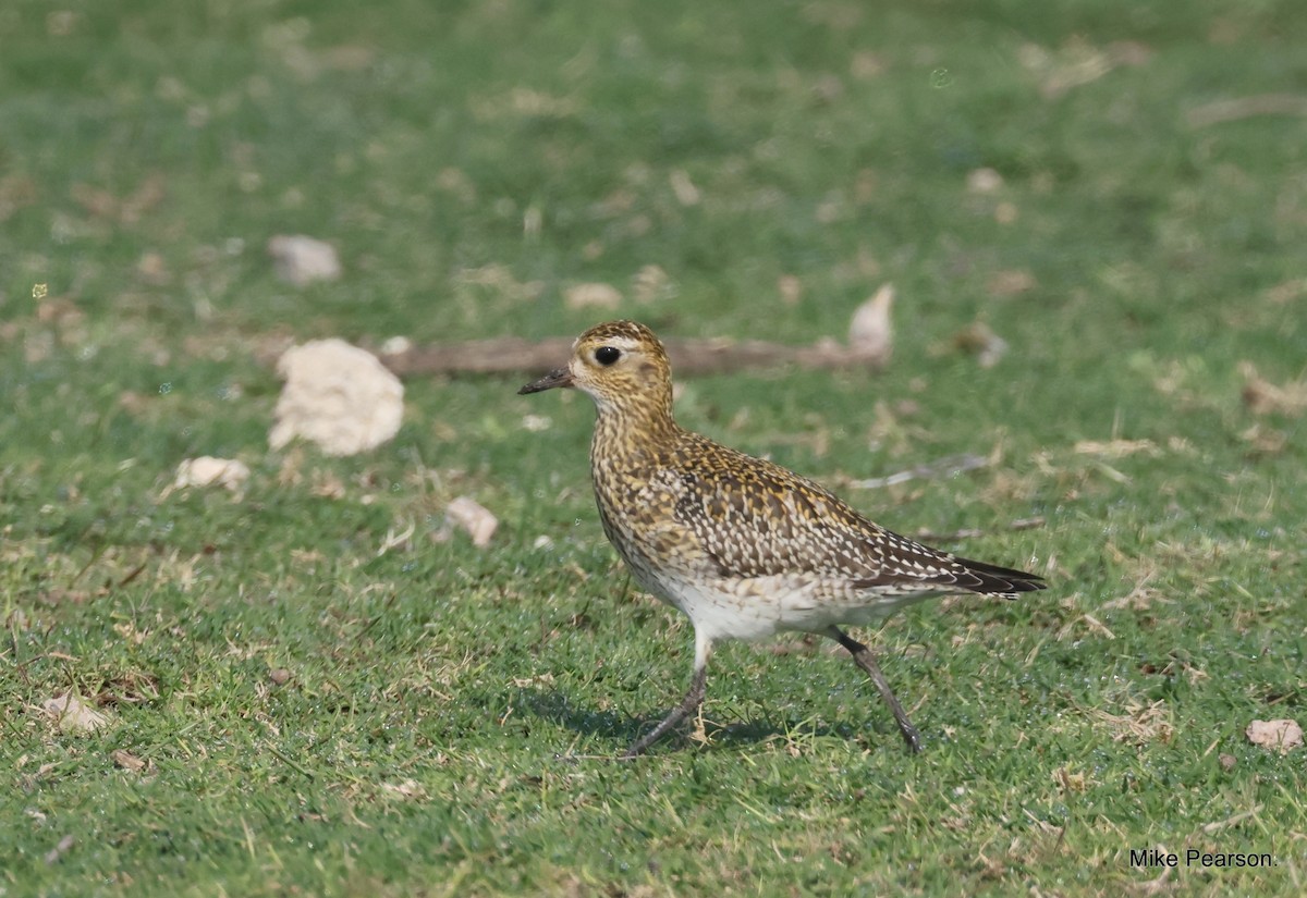 European Golden-Plover - ML612068920