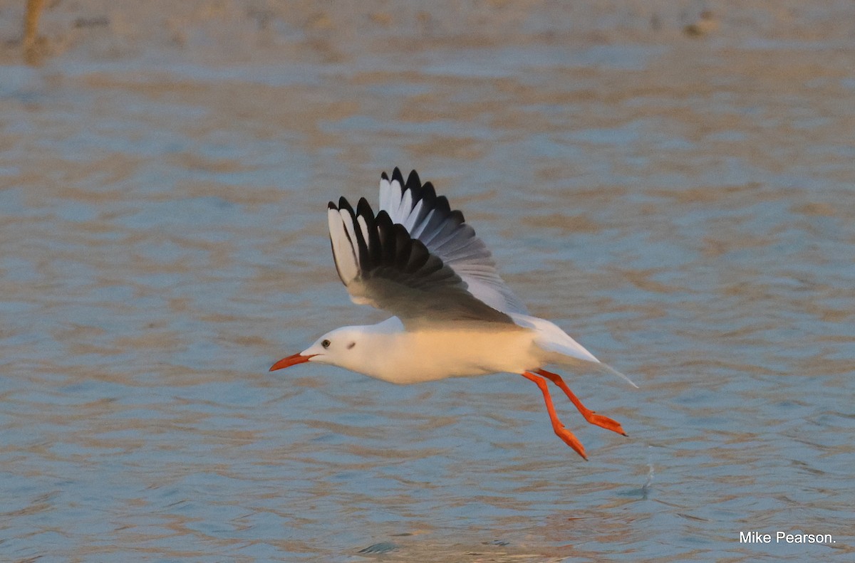 Slender-billed Gull - ML612068989