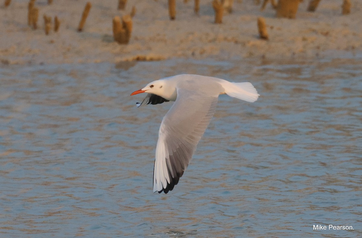 Slender-billed Gull - ML612068994