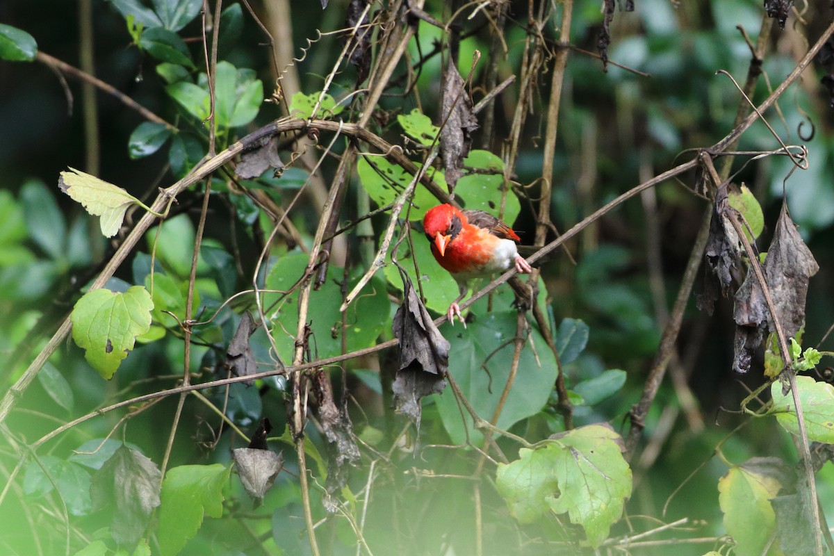 Red-headed Weaver (Northern) - ML612068996