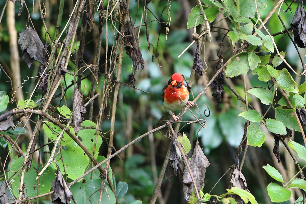 Red-headed Weaver (Northern) - ML612068997