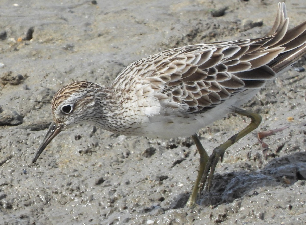 Sharp-tailed Sandpiper - ML612069008