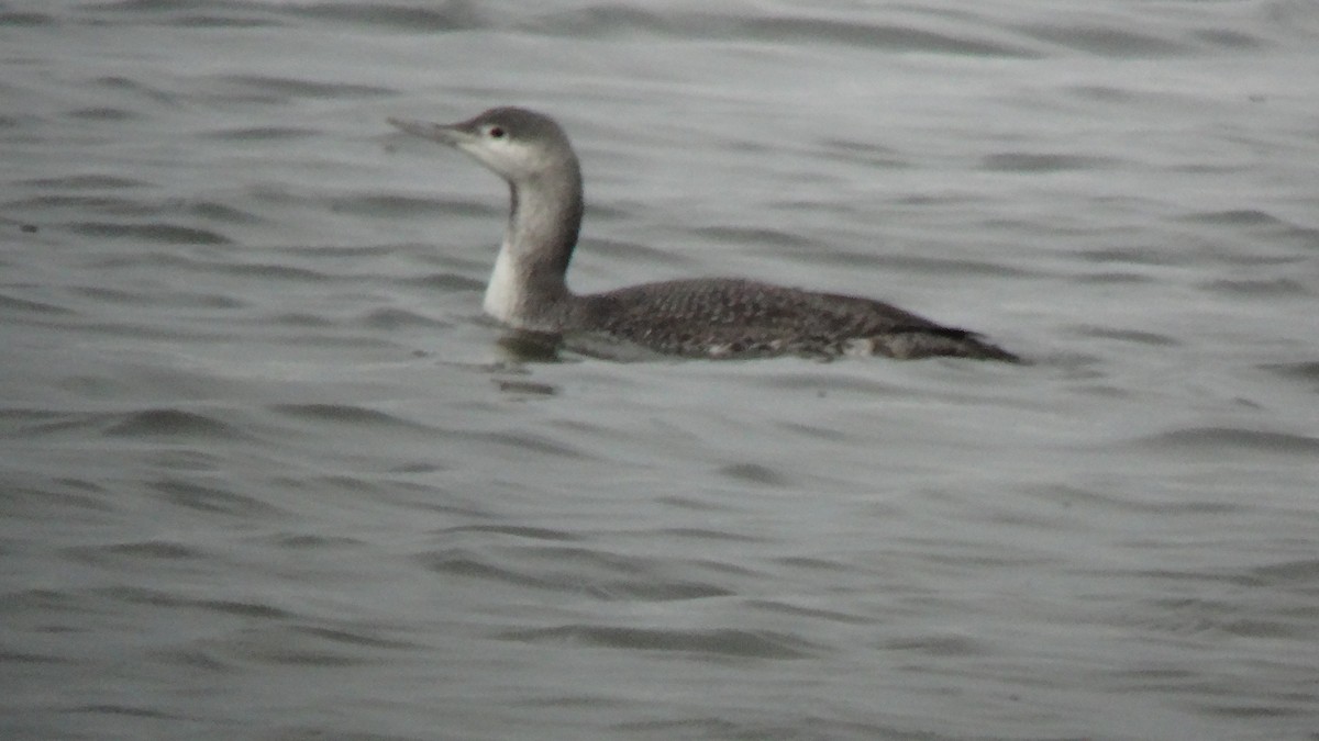 Red-throated Loon - ML612069030