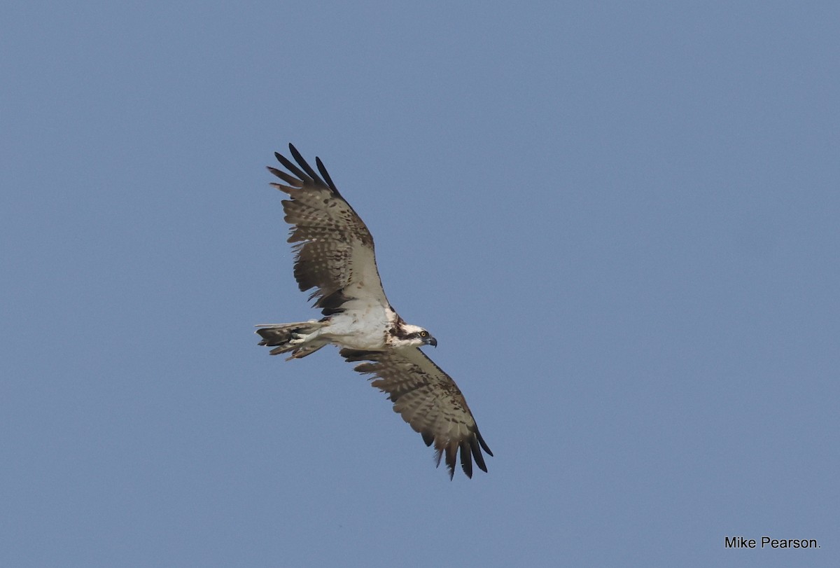 Osprey - ML612069040