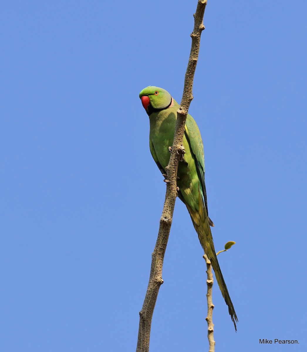 Rose-ringed Parakeet - ML612069055