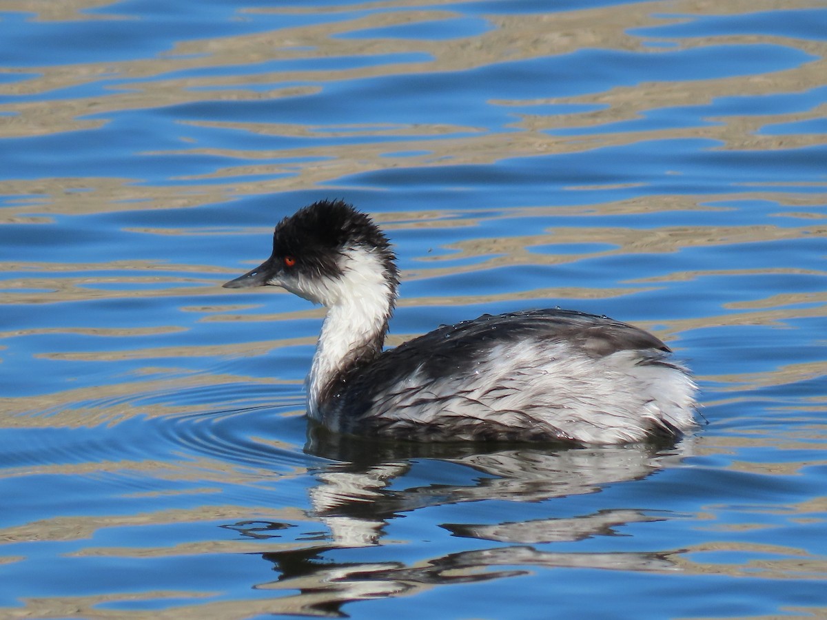 Silvery Grebe (Andean) - Nelson Contardo