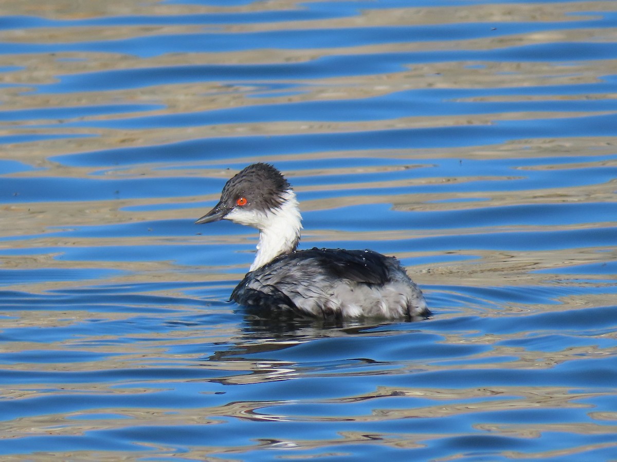 Silvery Grebe (Andean) - Nelson Contardo