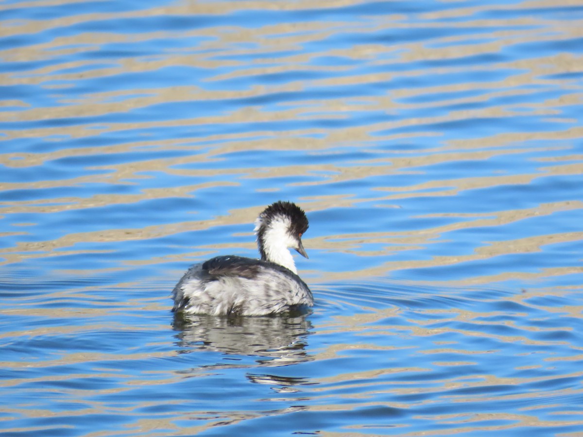 Silvery Grebe (Andean) - Nelson Contardo