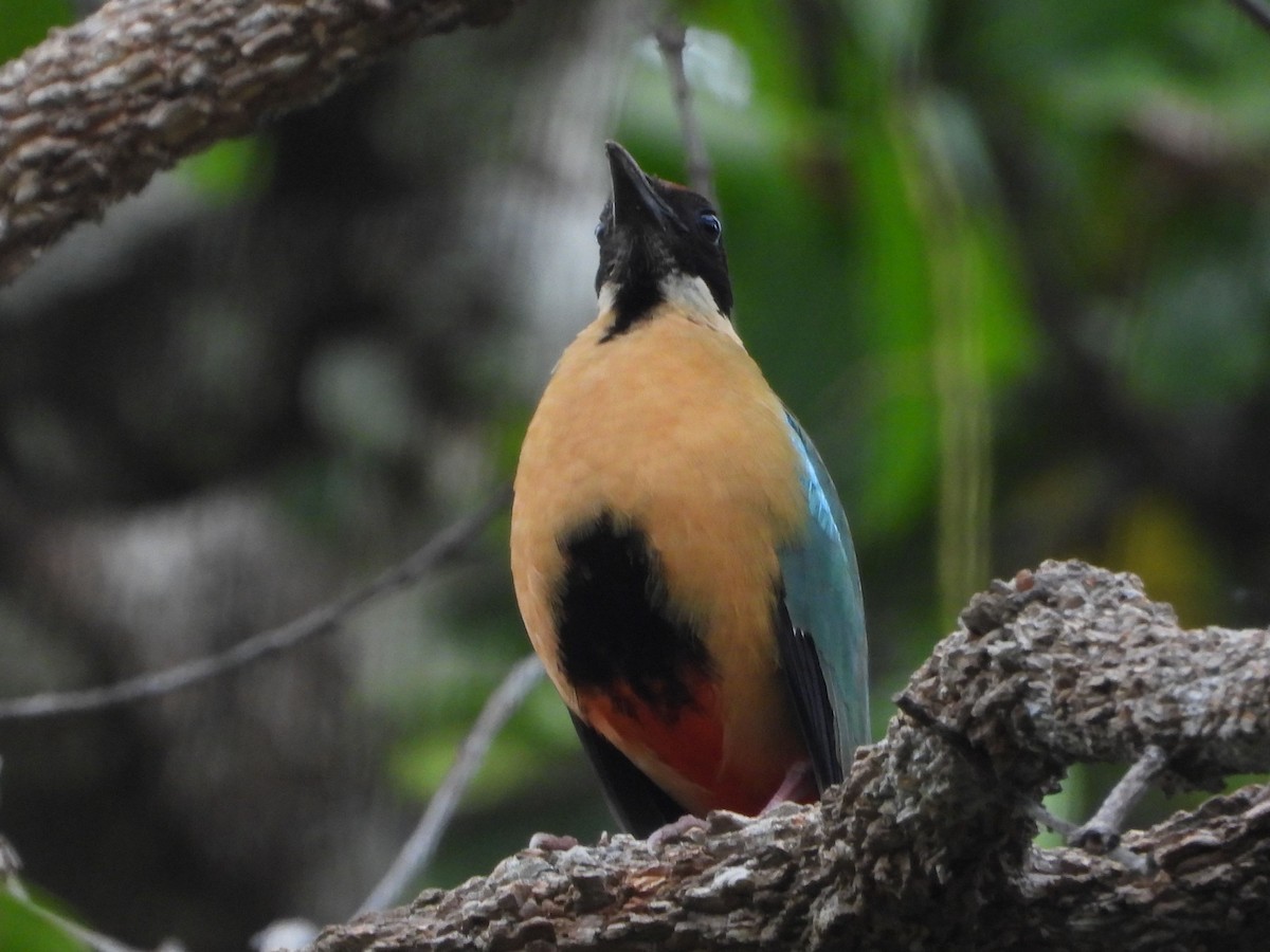 Noisy Pitta - ML612069195