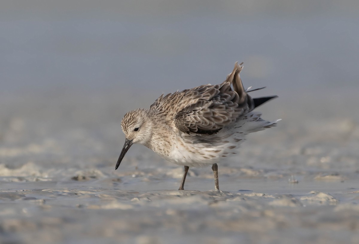 Great Knot - Ben Vasic