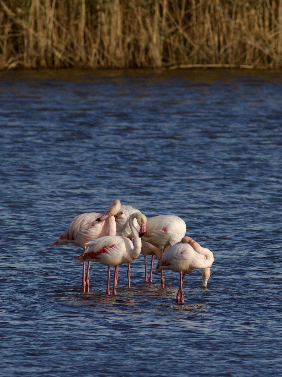 Flamenco Común - ML612069303