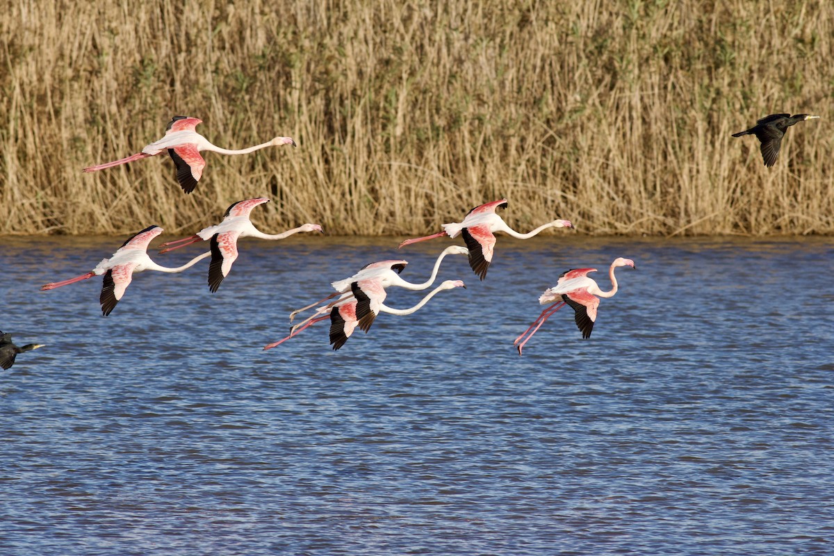 Flamenco Común - ML612069310