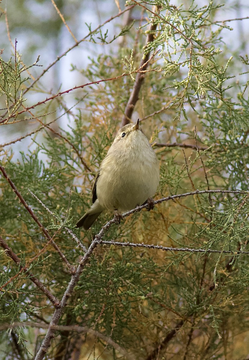 Mosquitero Común - ML612069381