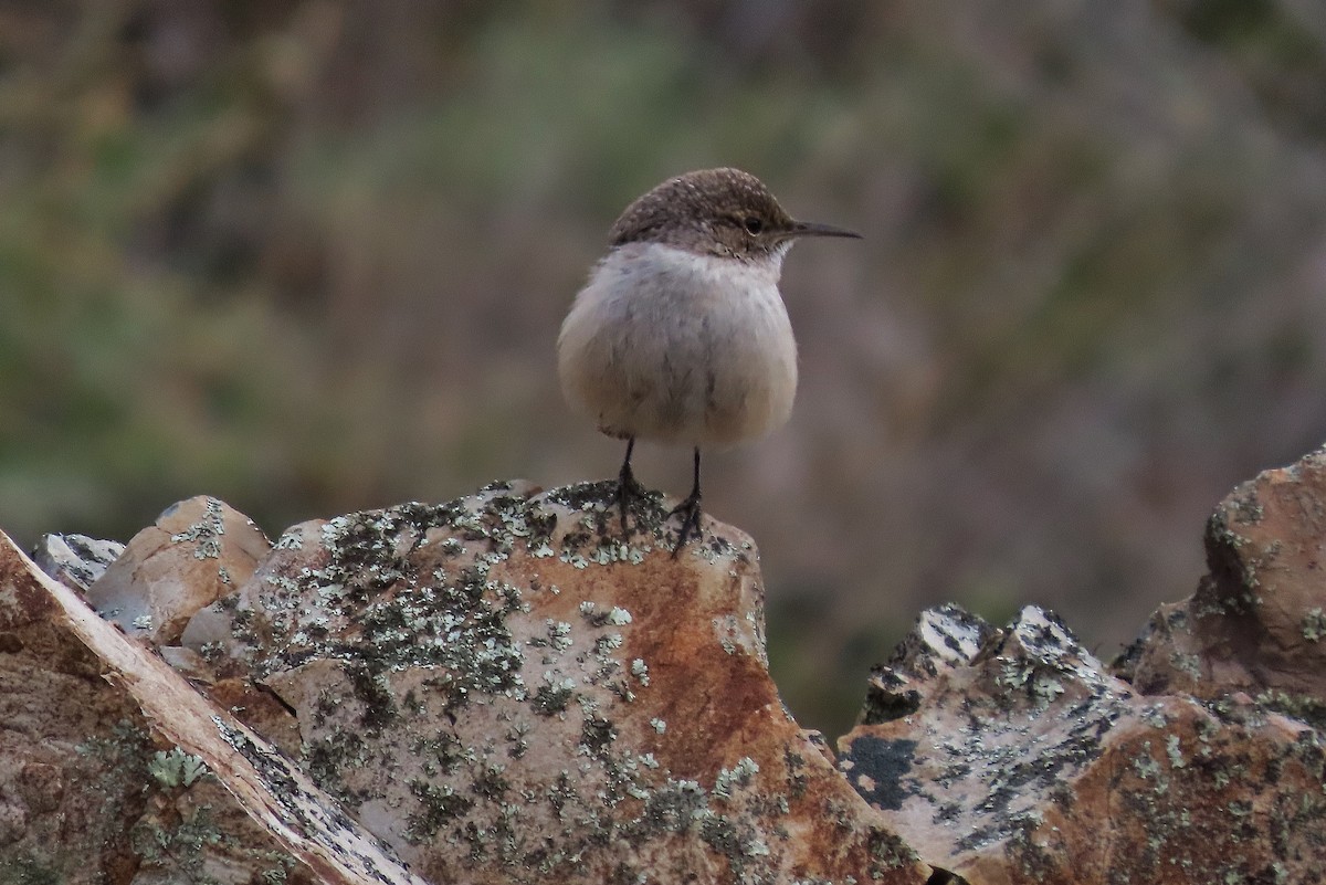 Rock Wren - ML612069408