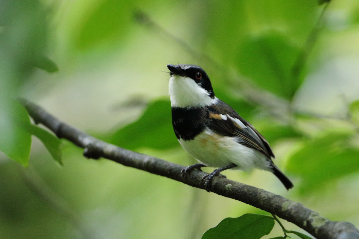 Short-tailed Batis (Short-tailed) - Ohad Sherer