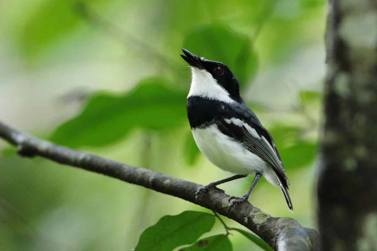 Short-tailed Batis (Short-tailed) - ML612069436