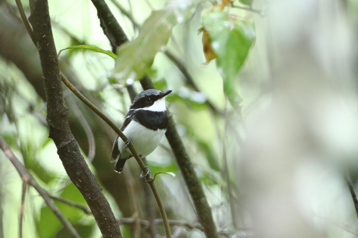 Short-tailed Batis (Short-tailed) - Ohad Sherer