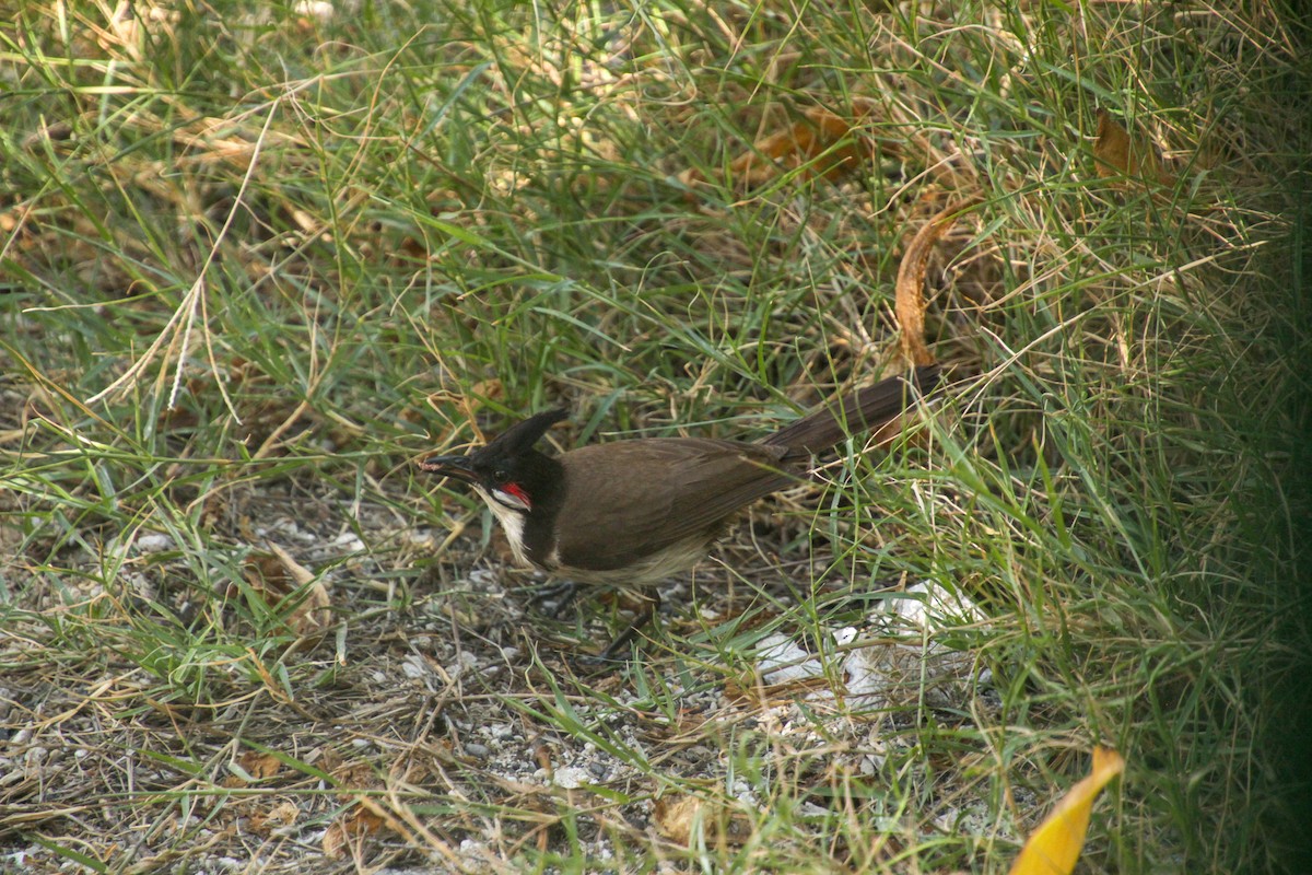 Red-whiskered Bulbul - ML612069482