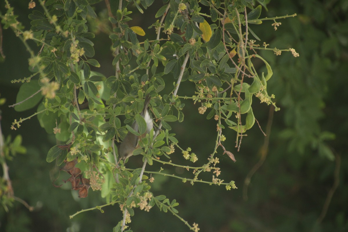 Reunion Gray White-eye - Guillaume Calcagni