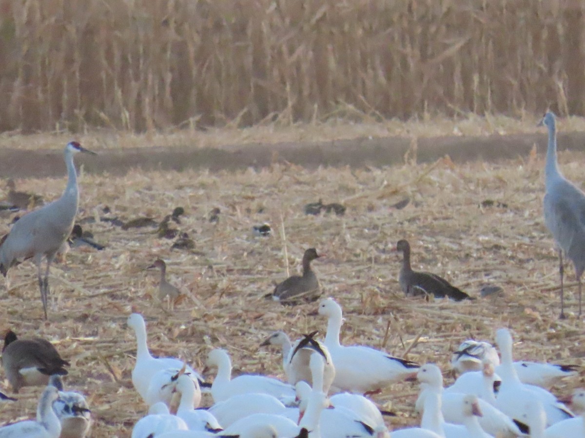 Манхин галуу - ML612069503