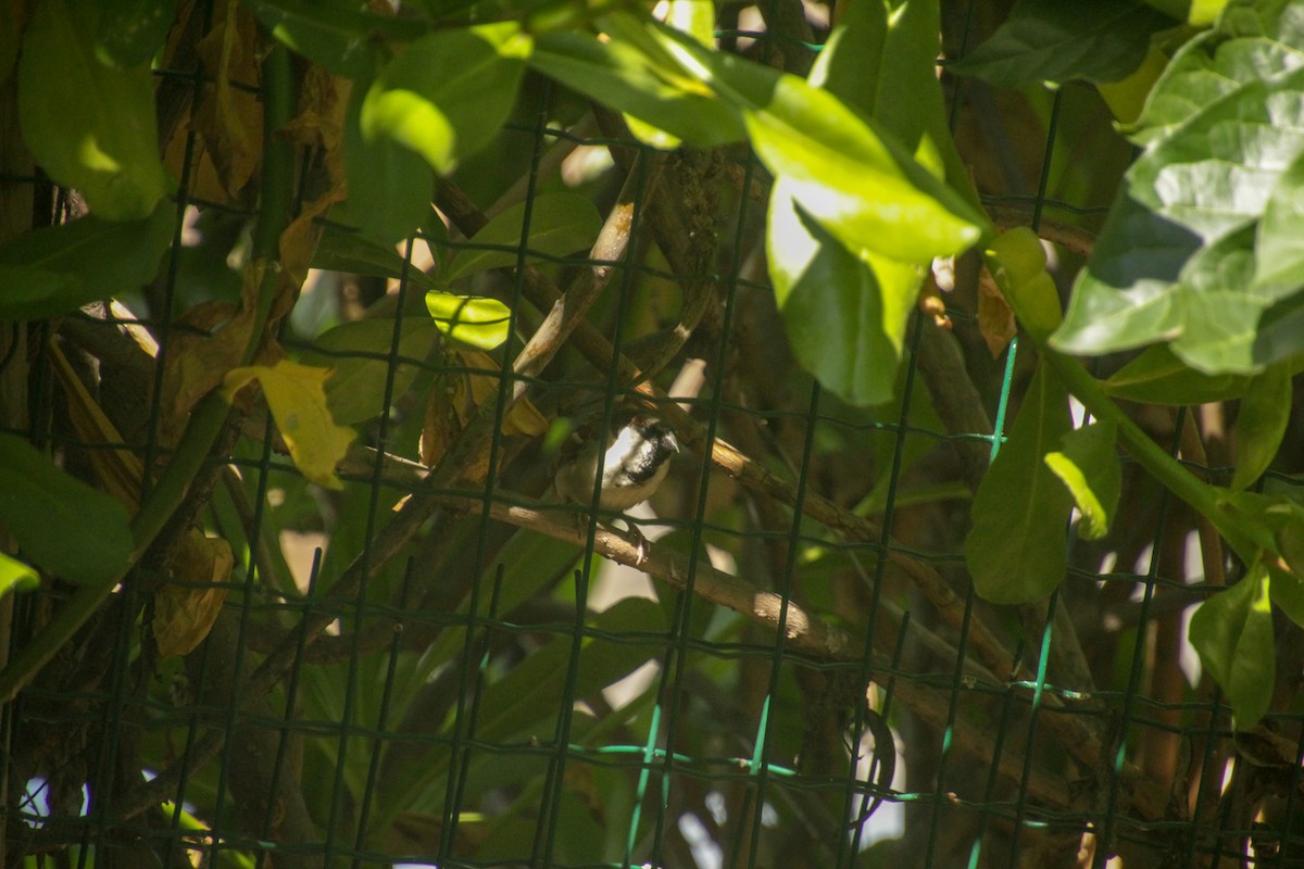 vrabec domácí - ML612069527