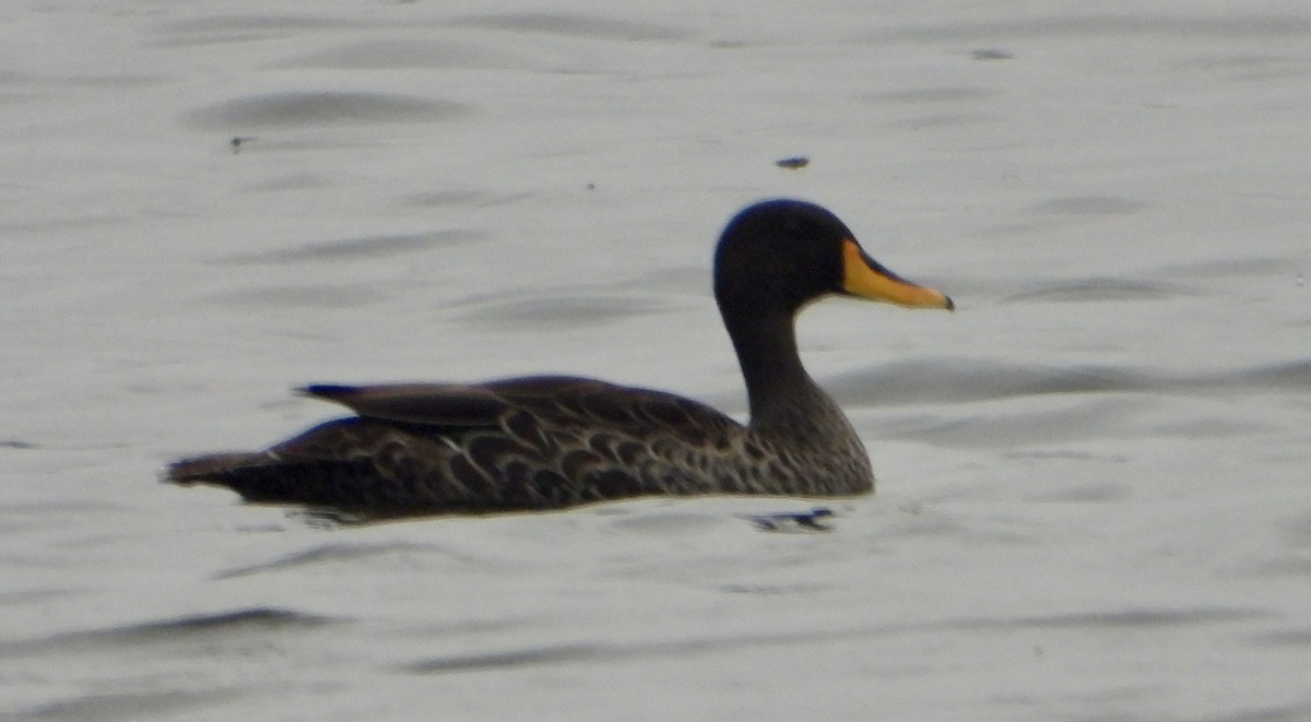 Yellow-billed Duck - Gary Brent