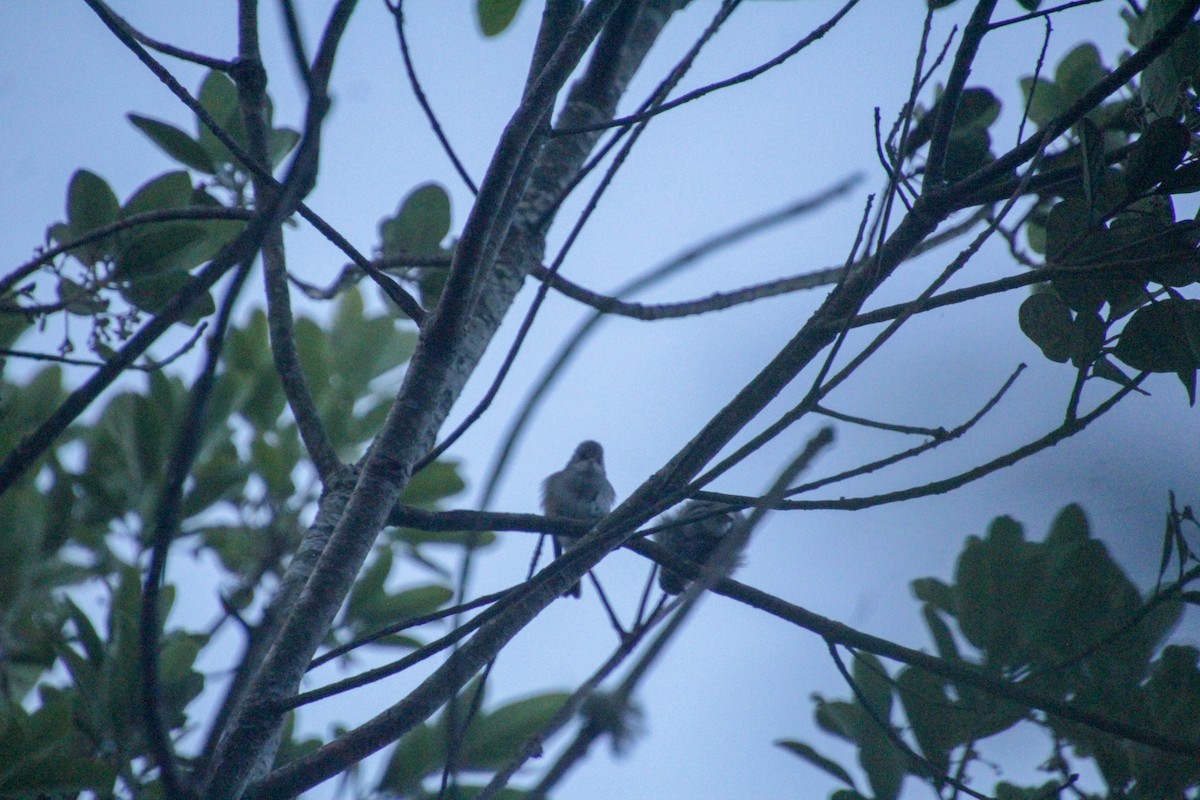 Reunion Gray White-eye - Guillaume Calcagni