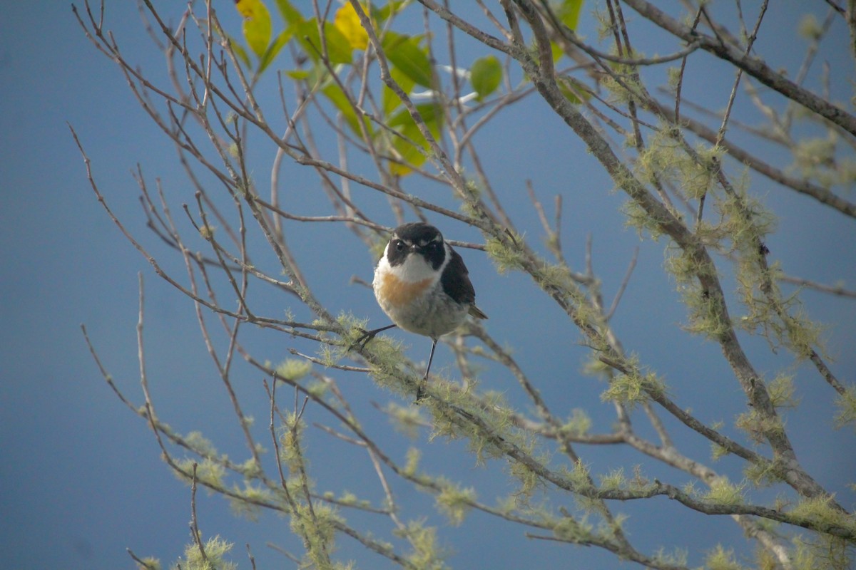 Reunion Stonechat - Guillaume Calcagni