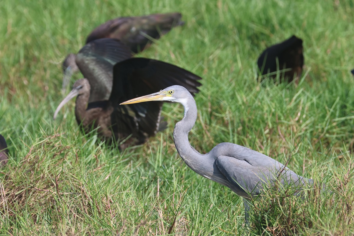 Western Reef-Heron - ML612069756