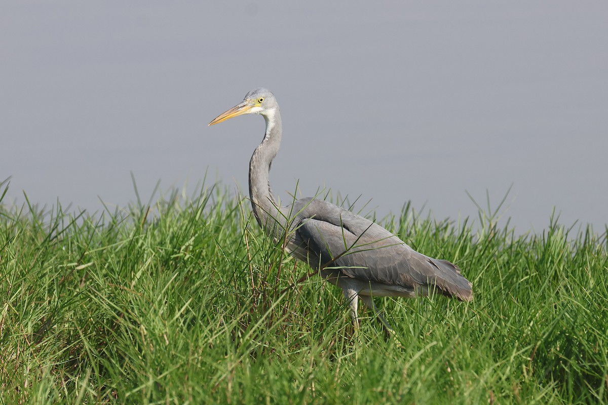 Western Reef-Heron - ML612069757