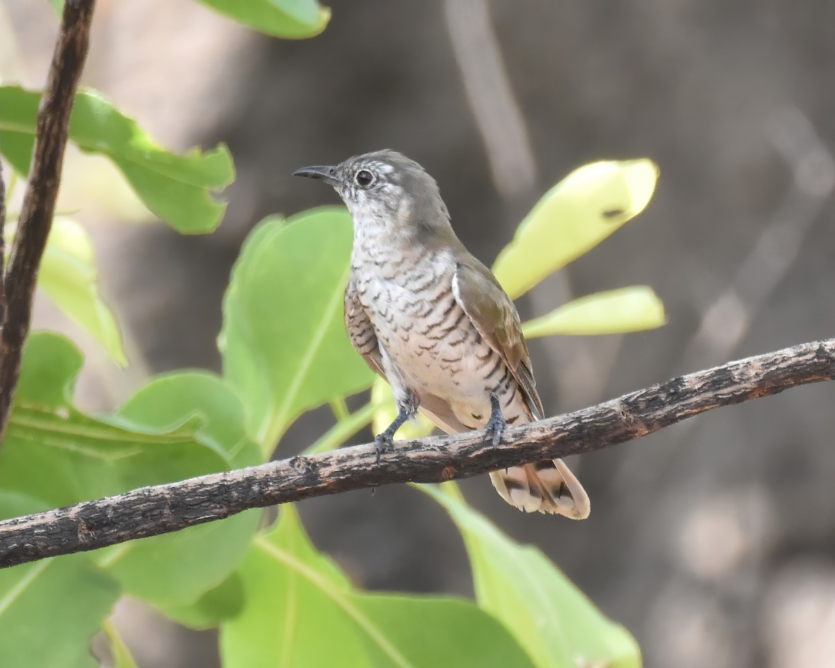 Little Bronze-Cuckoo - ML612069771