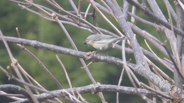 Tennessee Warbler - ML612069787