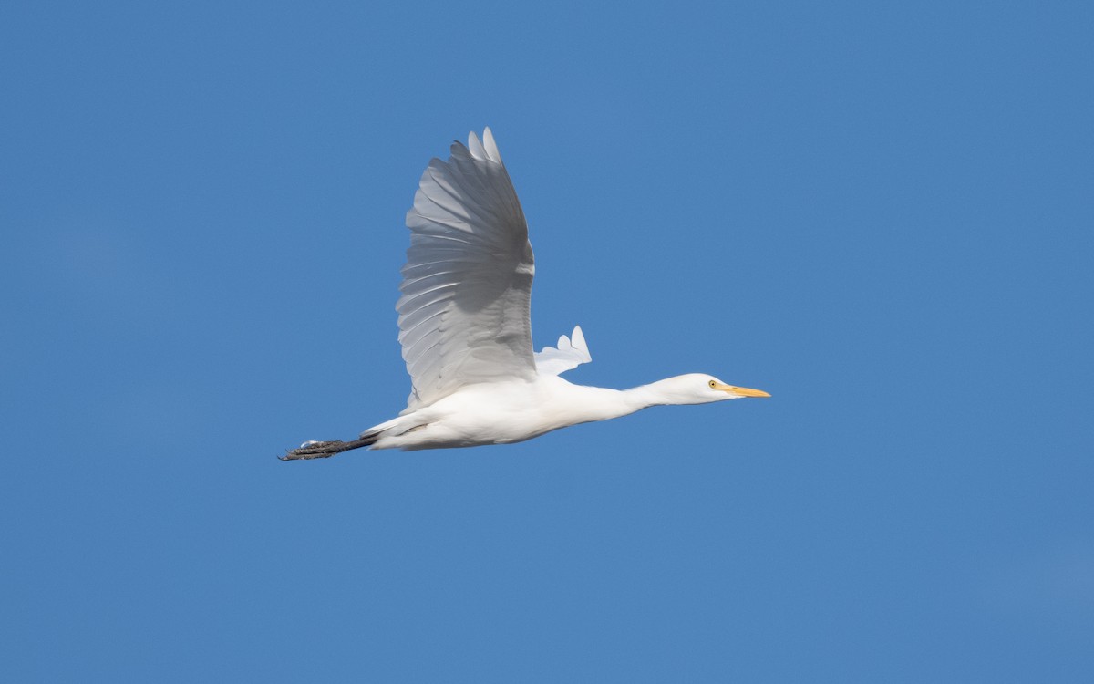 Western Cattle Egret - ML612069837