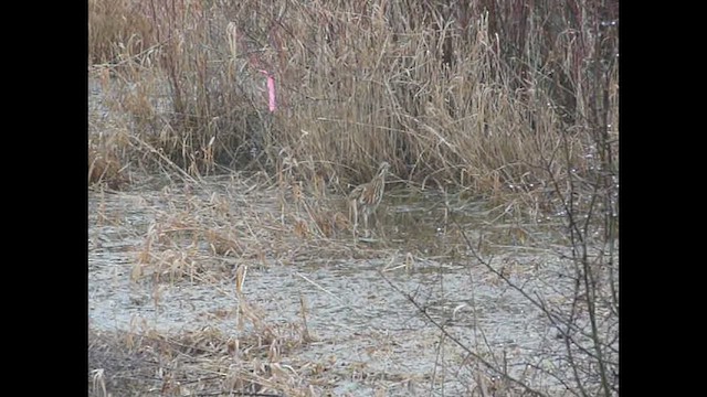 bukač severoamerický - ML612069840