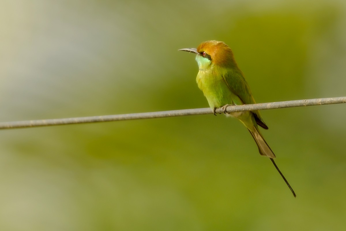 Asian Green Bee-eater - ML612069883
