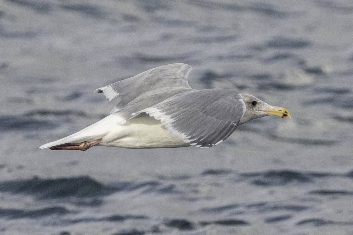 Glaucous-winged Gull - ML612069884