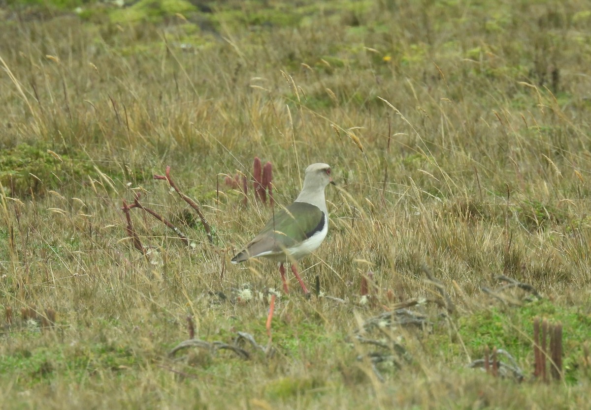 Andean Lapwing - ML612069900