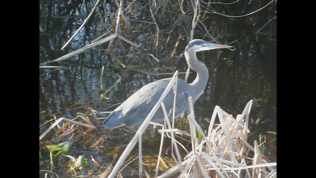 Great Blue Heron - ML612069944