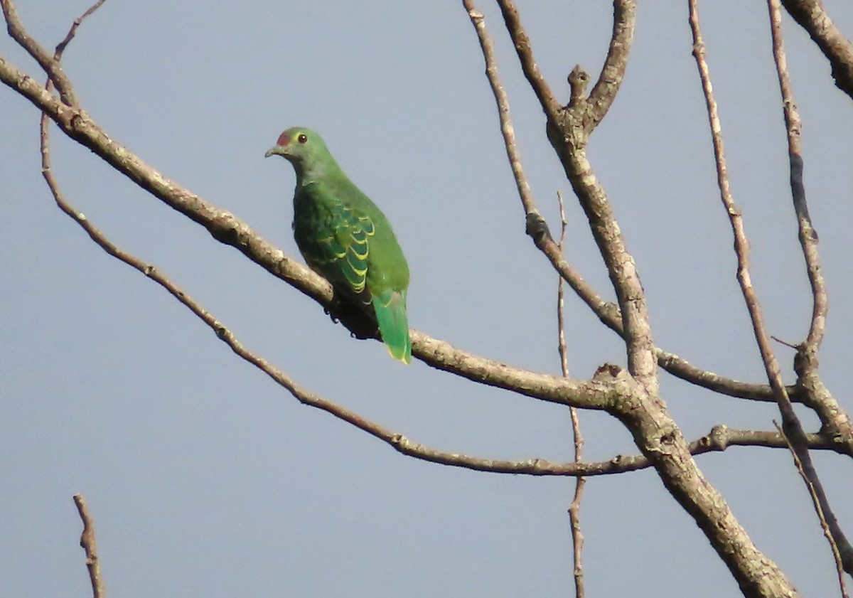 Rose-crowned Fruit-Dove - ML612069947