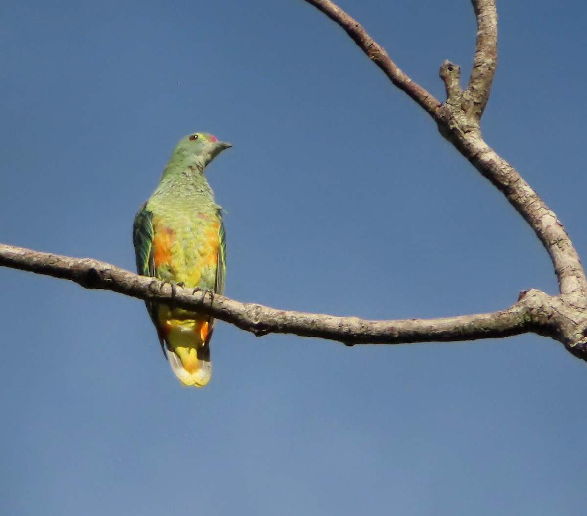 Rose-crowned Fruit-Dove - ML612069950